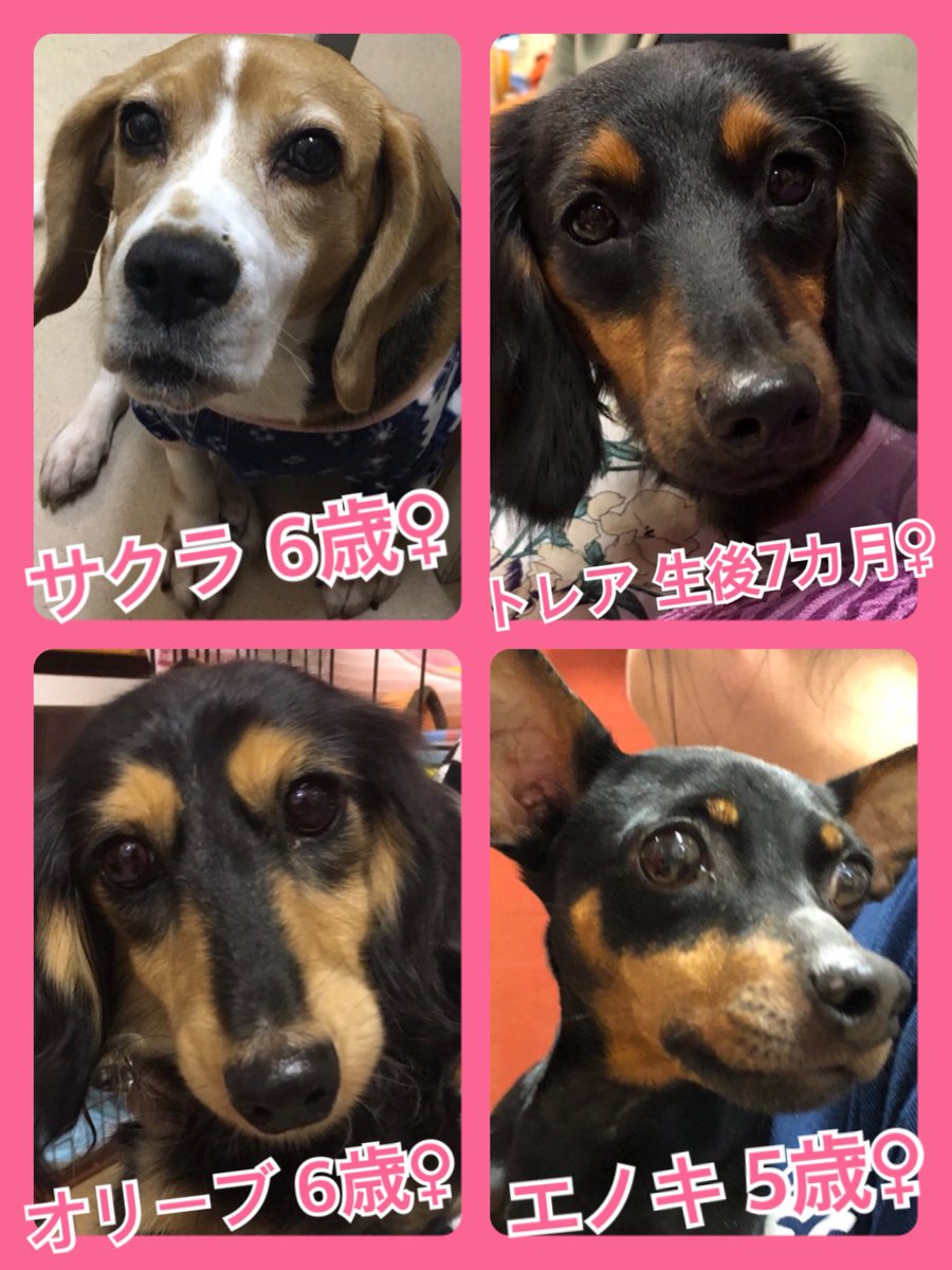 🐾今日の里親様募集中ワンコ🐶メンバーです🐾2019,10,30